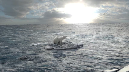 Poster Polar bear standing on last melting iceberg in the ocean, aerial view global warming concept, polar bear in extinction danger  © ImageBank4U