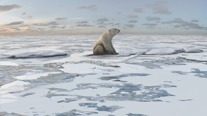 Aerial view over Polar bear sitting on Frozen sea ice at sunset
global warming concept, polar bear in extinction danger
