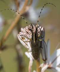 Agapanthia asphodeli su pianta di asfodelo