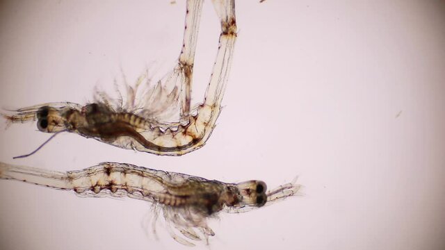 Closeup mysis stage of Vannamei shrimp in light microscope, Shrimp larvae under a microscope, Shrimp, White shrimp, Nauplius, Zoea, Mysis, Larvae.