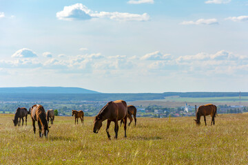 Fototapeta na wymiar Horses graze in a meadow near the village of Krasnoe in the foothills of the Salair ridge