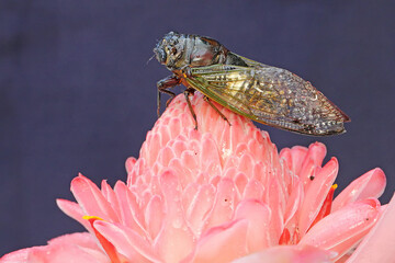 An evening cicada resting in a bush. This insect has the scientific name Tanna japonensis. 