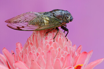 An evening cicada resting in a bush. This insect has the scientific name Tanna japonensis. 