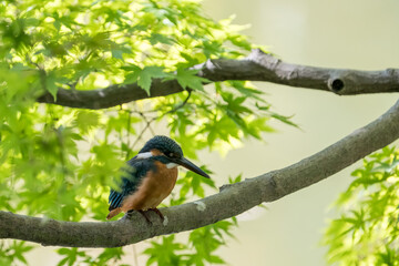 Female common Kingfisher perching inside a tree.
