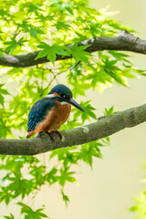 Female common Kingfisher perching inside a tree.