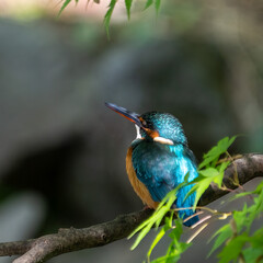 Female common Kingfisher perching inside a tree.