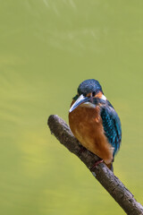 Female common Kingfisher perching on a tree branch with green background.