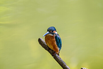 Female common Kingfisher perching on a tree branch with green background.