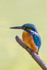 Female common Kingfisher perching on a tree branch with green background.