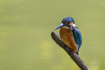 Female common Kingfisher perching on a tree branch with green background.