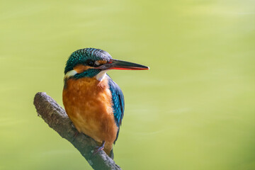 Female common Kingfisher looking back and perching on a tree branch on a green background.