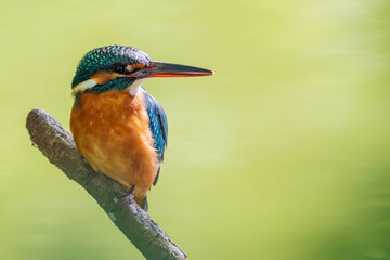 Female common Kingfisher looking back and perching on a tree branch on a green background.
