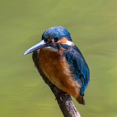 Female common Kingfisher perching on a tree branch with green background.