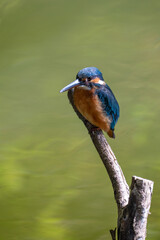 Female common Kingfisher perching on a tree branch with green background.