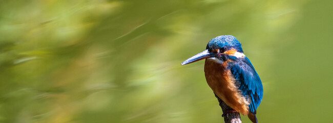 Female common Kingfisher perching on a tree branch with green background.