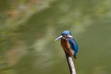 Female common Kingfisher perching on a tree branch with green background.
