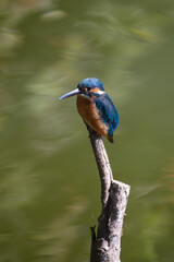 Female common Kingfisher perching on a tree branch with green background.