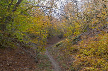 Trail in a small mountain gorge.