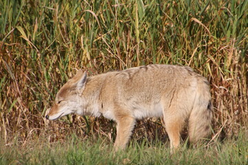 Coyote By The Grass, Elk Island National Park, Alberta