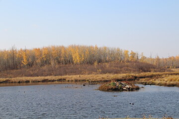 autumn in the wetlands