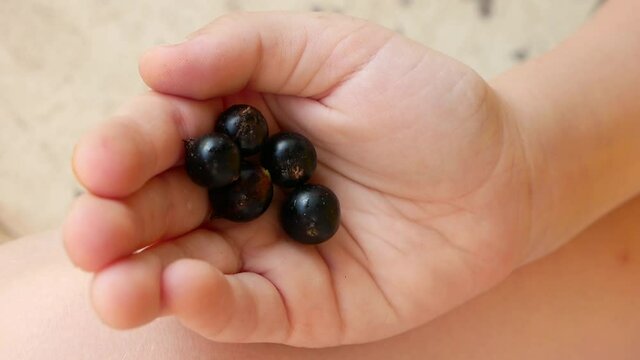 Close-up of a black currant in a child's hand. healthy berries are eaten by a child in summer. Vitamins in black currant. Selective focus. A handful of fresh berries are in the child's palm.