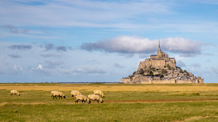 Troupeau de moutons devant le Mont Saint-Michel sous un joli ciel parsemé de nuages blancs - obrazy, fototapety, plakaty