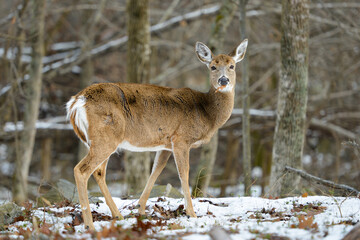 Naklejka na ściany i meble White tail or Virginia deer in the forest during wintertime