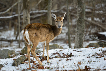 White tail or Virginia deer in the forest during wintertime