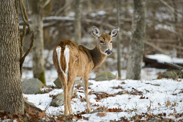 White tail or Virginia deer in the forest during wintertime