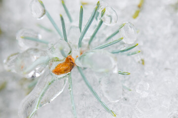 Frosted pine tree branches in winter forest