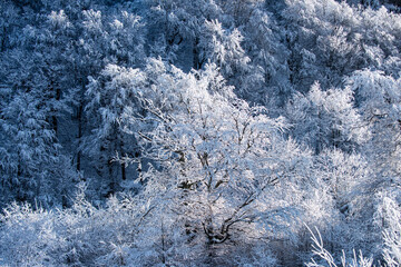 Winter christmas forest with falling snow and trees. Winter holiday and travel.