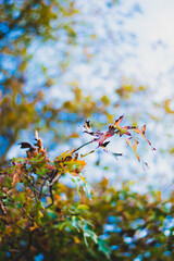 Winter Autumn orange falling leaves photography Auckland