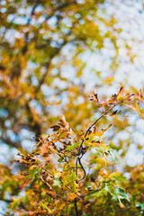 Winter Autumn orange falling leaves photography Auckland