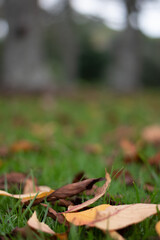 Winter Autumn orange falling leaves photography Auckland