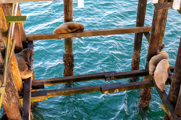 Naklejka premium Sea lions sleeping at the wharf in Santa Cruz, California