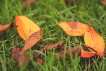 Winter Autumn orange falling leaves photography Auckland