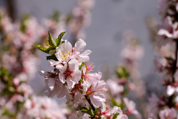 pink flowers on a branch. beautiful tree branches with pink flowers. Cherry blossoms.