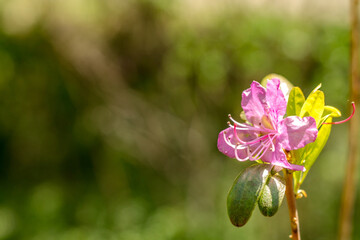 flower on a branch. rhododendron flower. spring flowering of nature. flower in focus. wild rosemary