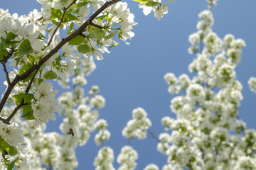 tree branches with white flowers. tree branches with flowers on a blue background.