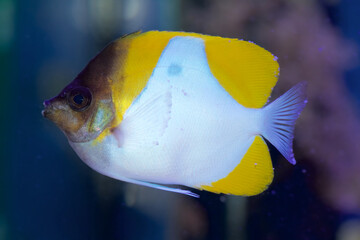 Yellow Pyramid Butterflyfish, Hemitaurichthys polylepis, showing small growths on fins and body...