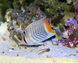 Pearlscale Butterflyfish, Chaetodon xanthurus, also known as the Philippines Chevron Butterflyfish, Yellowtail Butterflyfish, Crosshatch butterflyfish, from the Pacific Ocean