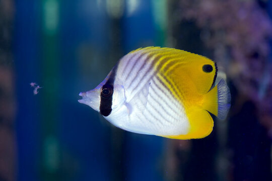 Auriga Butterflyfish, Chaetodon auriga, also known as the Threadfin Butterflyfish, juvenile