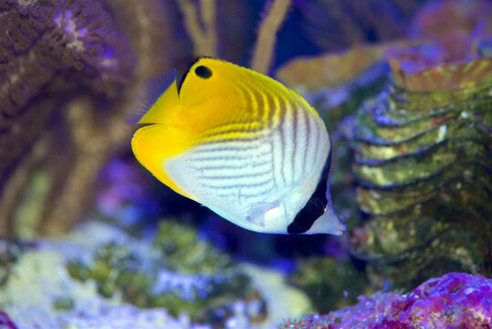 Auriga Butterflyfish, Chaetodon auriga, also known as the Threadfin Butterflyfish, juvenile