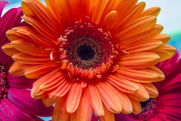 orange gerbera. macro photography of flowers. beautiful flowers with orange petals. flower shop advertisement.