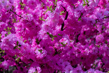 Far Eastern sakura. A pattern of pink flowers. beautiful floral background.