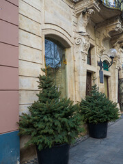 Fototapeta na wymiar View of New Year or Christmas decoration with two fir trees in flower pot during winter holidays in Lviv city, Ukraine. Christmas installation on the street