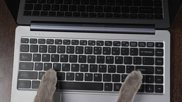 Funny And Silly Playful Video Of Cat Paws Typing And Pressing Buttons On Laptop Keyboard.