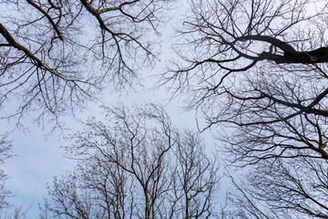 Bare branches of trees against a gloomy gray sky. Sadness and loneliness. Close-up.