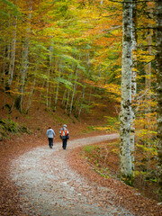 Selva de Irati, Navarre