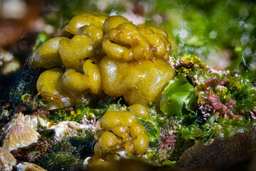 Globular Seaweed